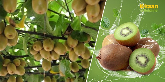 कीवी की व्यावसायिक खेती: कम समय में मालामाल बना देती है कीवी की खेती